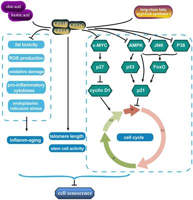 Lipid and glucose metabolism in senescence